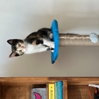 Tekir Kedi, Kedi  Viki fotoğrafı