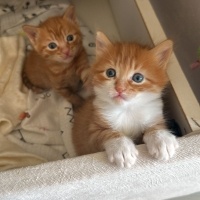 Sarman, Kedi  minik sarman fotoğrafı