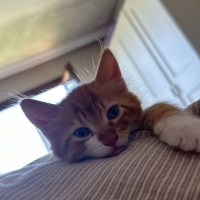 Sarman, Kedi  minik sarman fotoğrafı