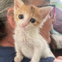Soke, Kedi  Minny fotoğrafı
