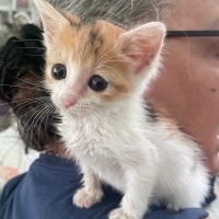 Soke, Kedi  Minny fotoğrafı