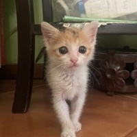 Soke, Kedi  Minny fotoğrafı