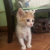 Soke, Kedi  Minny fotoğrafı