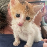 Soke, Kedi  Minny fotoğrafı