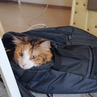 Tekir Kedi, Kedi  Bensu fotoğrafı