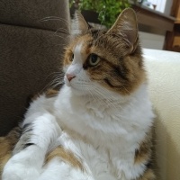 Tekir Kedi, Kedi  Bensu fotoğrafı