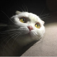 Scottish Fold, Kedi  Pamuk fotoğrafı