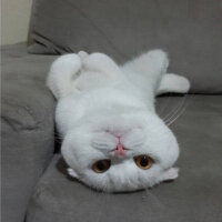 Scottish Fold, Kedi  Pamuk fotoğrafı