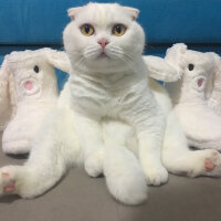 Scottish Fold, Kedi  Pamuk fotoğrafı