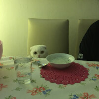 Scottish Fold, Kedi  Pamuk fotoğrafı