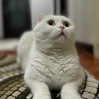 Scottish Fold, Kedi  Peri fotoğrafı