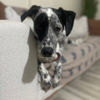 Pointer, Köpek  Kartus fotoğrafı