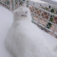 British Longhair, Kedi  Cesur fotoğrafı