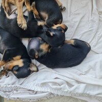 Minyatür Pinscher, Köpek  prens ve prenses fotoğrafı