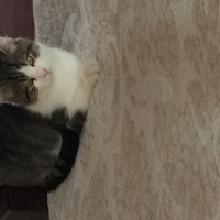 Oriental Longhair, Kedi  Meftun fotoğrafı