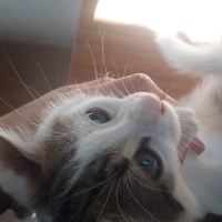 Tekir Kedi, Kedi  Kedi fotoğrafı