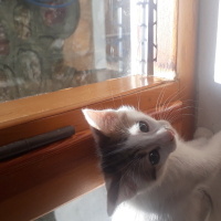 Tekir Kedi, Kedi  Kedi fotoğrafı