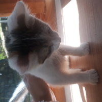 Tekir Kedi, Kedi  Kedi fotoğrafı