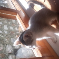 Tekir Kedi, Kedi  Kedi fotoğrafı