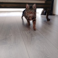 Tekir Kedi, Kedi  Linda fotoğrafı