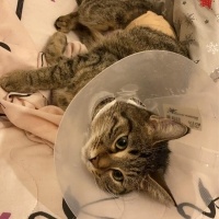 Tekir Kedi, Kedi  Linda fotoğrafı