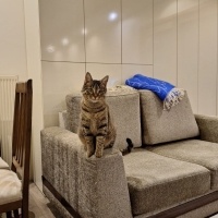 Tekir Kedi, Kedi  Linda fotoğrafı