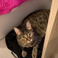Tekir Kedi, Kedi  Linda fotoğrafı