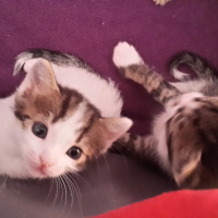 Tekir Kedi, Kedi  Cuci fotoğrafı