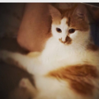 Tekir Kedi, Kedi  Lokum fotoğrafı