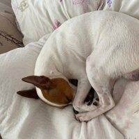 Jack Russell Terrier, Köpek  Lord fotoğrafı