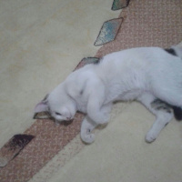 Ankara Kedisi, Kedi  Hera fotoğrafı