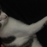 Tekir Kedi, Kedi  Lütfü fotoğrafı