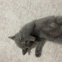 British Shorthair, Kedi  Artemis fotoğrafı