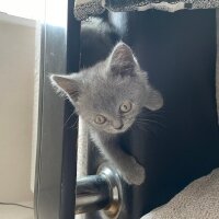 British Shorthair, Kedi  Artemis fotoğrafı