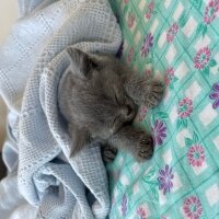 British Shorthair, Kedi  Artemis fotoğrafı