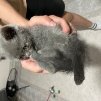 British Shorthair, Kedi  Artemis fotoğrafı