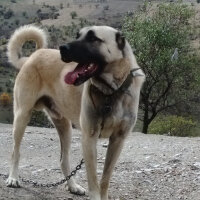 Kangal, Köpek  Gümüş fotoğrafı