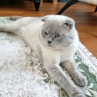 Scottish Fold, Kedi  Bulut fotoğrafı