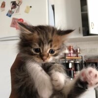 British Longhair, Kedi  Latte fotoğrafı