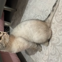 Scottish Fold, Kedi  Mars fotoğrafı