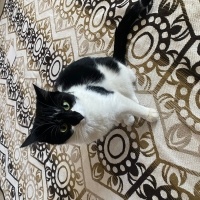 Tuxedo (Smokin) Kedi, Kedi  Müezza fotoğrafı