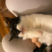 Tuxedo (Smokin) Kedi, Kedi  Müezza fotoğrafı