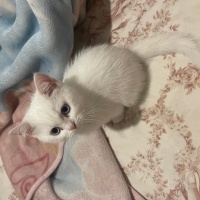 British Shorthair, Kedi  Bebek fotoğrafı