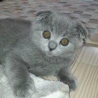 Scottish Fold, Kedi  Scotish fold fotoğrafı