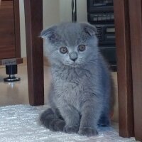 Scottish Fold, Kedi  Scotish fold fotoğrafı