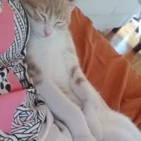 Tekir Kedi, Kedi  şımarık fotoğrafı