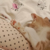 Tekir Kedi, Kedi  şımarık fotoğrafı