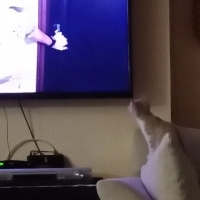 Tekir Kedi, Kedi  şımarık fotoğrafı