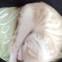 Tekir Kedi, Kedi  şımarık fotoğrafı