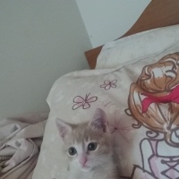 Tekir Kedi, Kedi  şımarık fotoğrafı